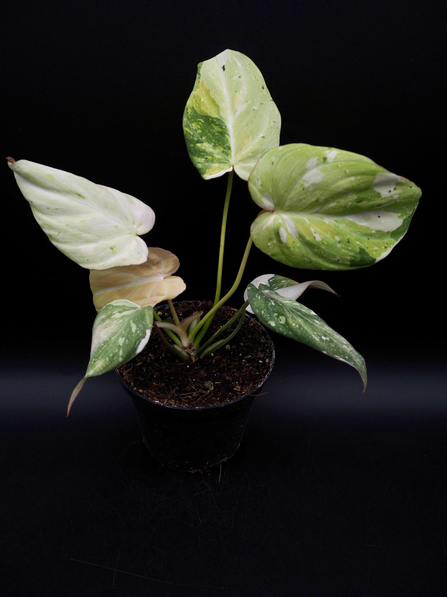 Philodendron Gloriosum Tricolor