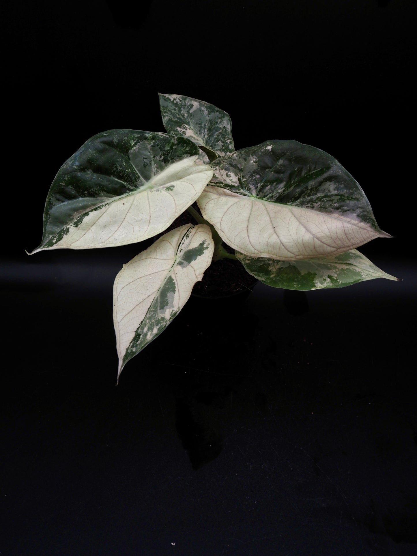 Alocasia Wentii Albo/Pink