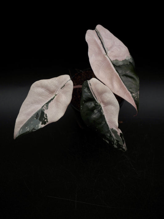 Alocasia Chantrieri Pink Variegata