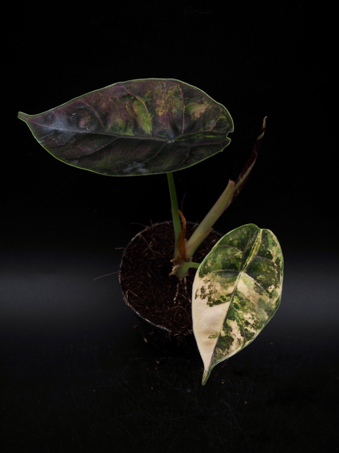 Alocasia Azlanii Aurea