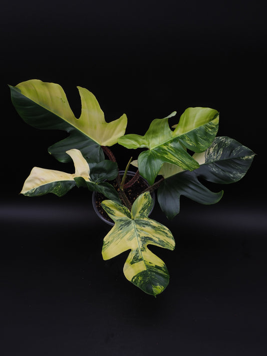Philodendron Squamiferum Aurea Variegata
