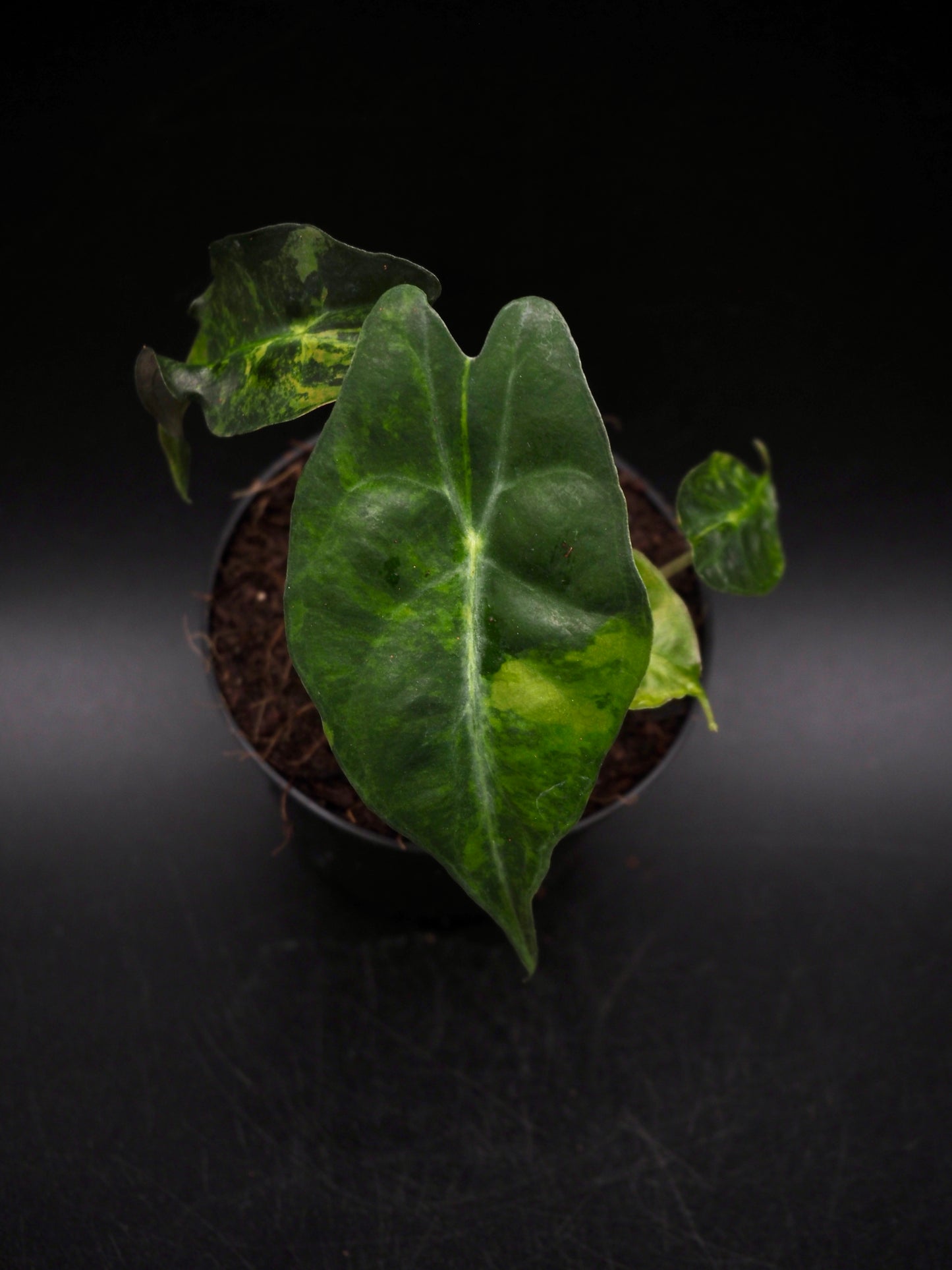 Alocasia Venom Aurea Variegata