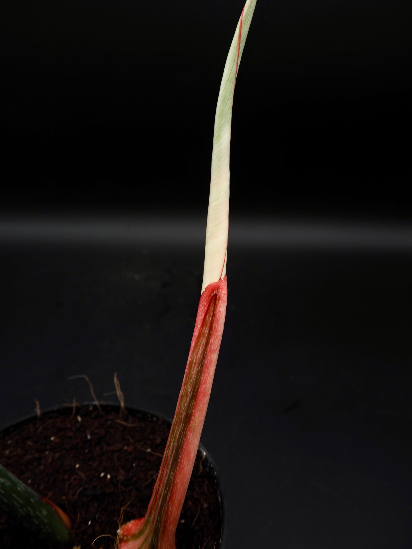 Philodendron Gloriosum Albo Variegata