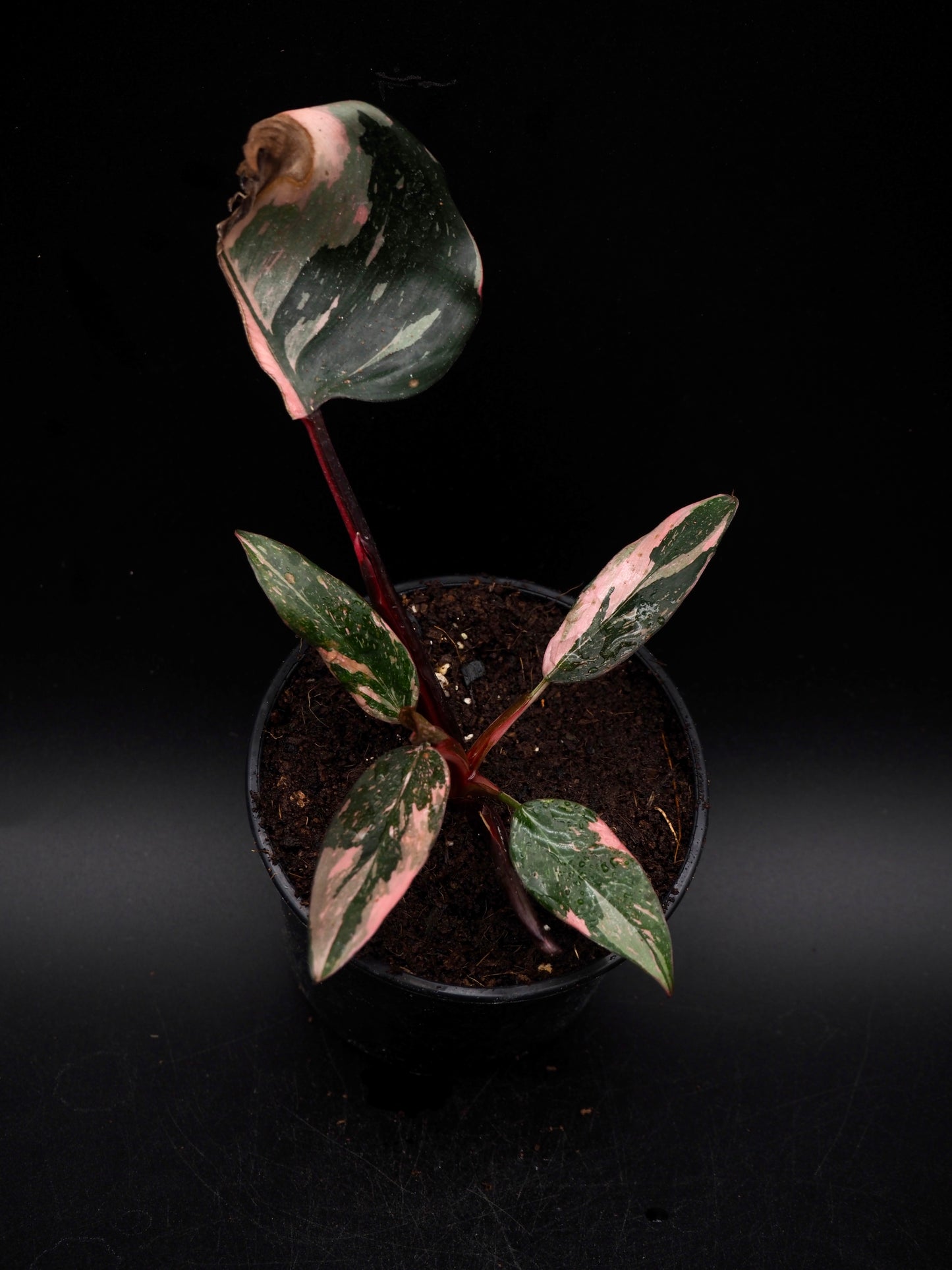 Philodendron Pink Princess Galaxy