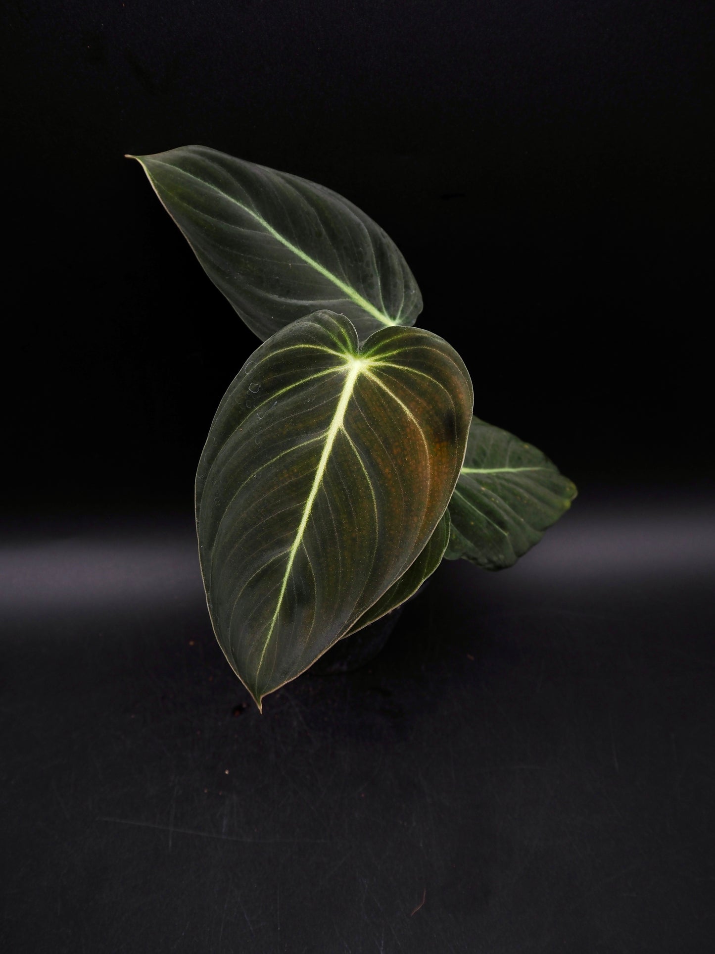 Philodendron Melanochrysum