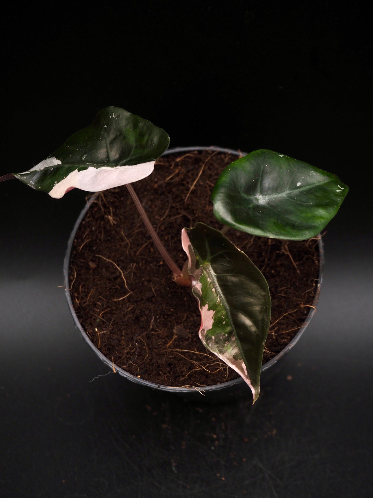 Alocasia Chantrieri Pink