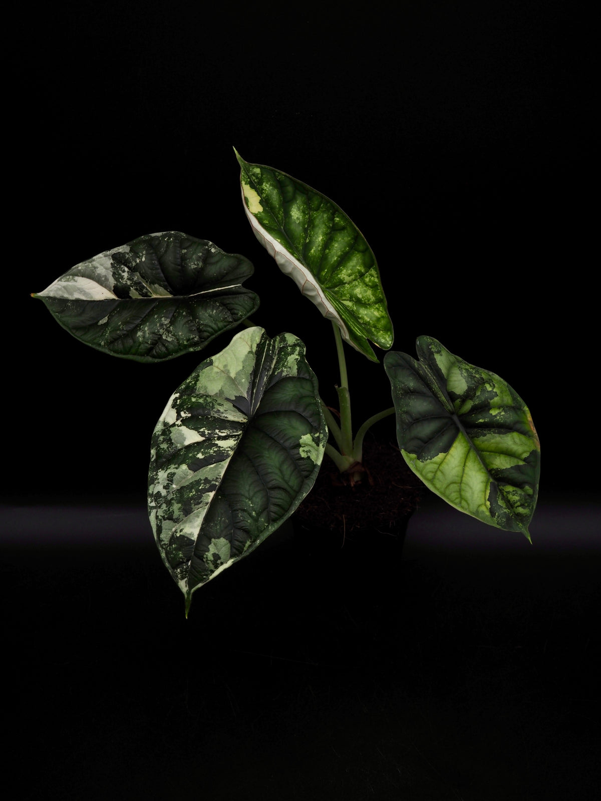 Alocasia Dragon Scale Albo Variegata