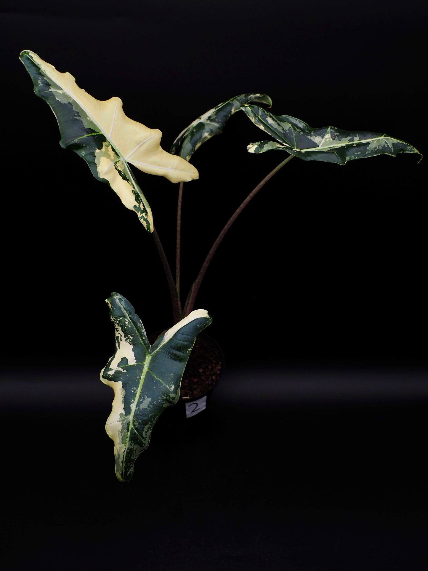 Alocasia Sarian Albo