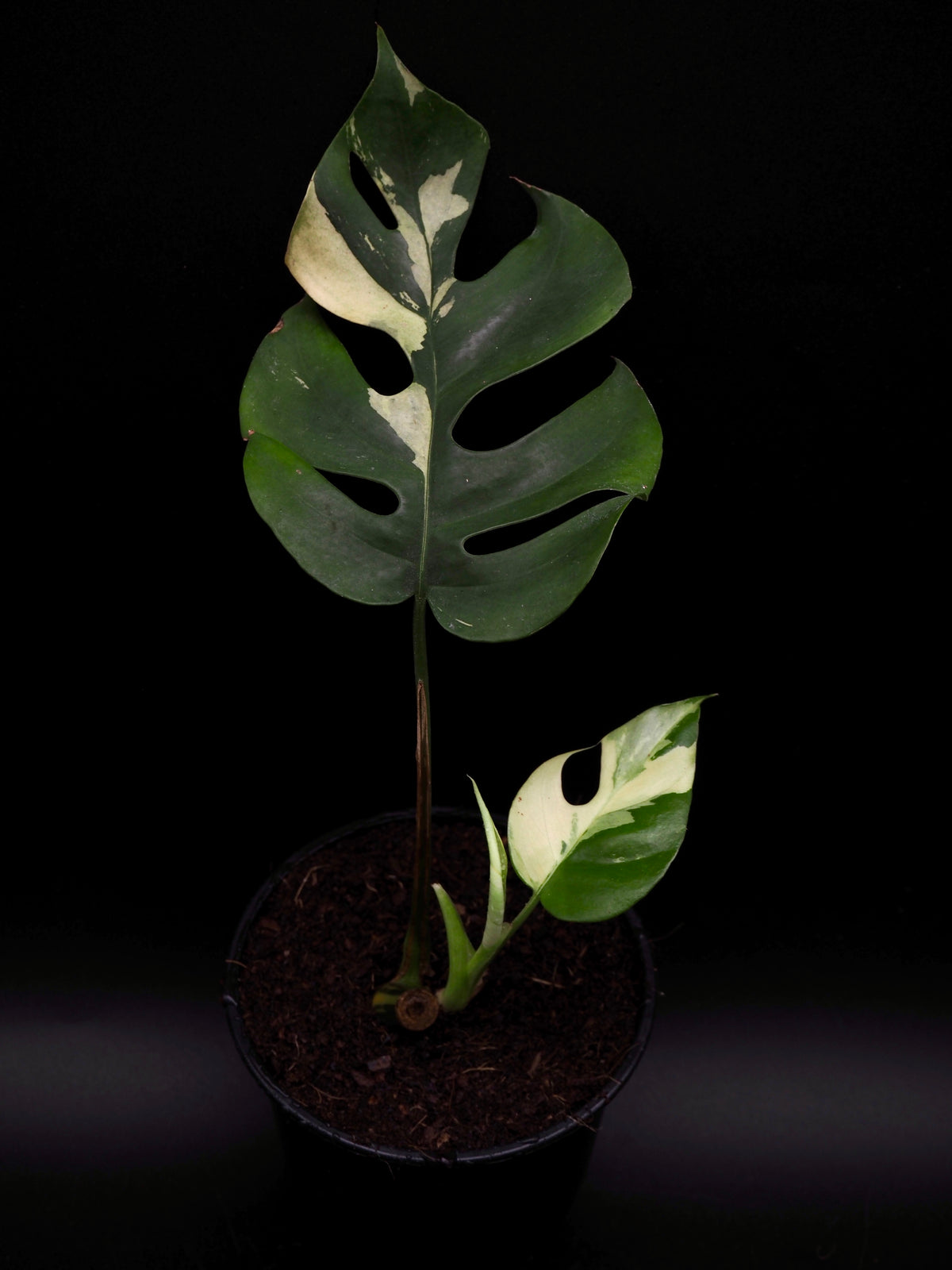 Rhaphidophora Tetrasperma Variegata