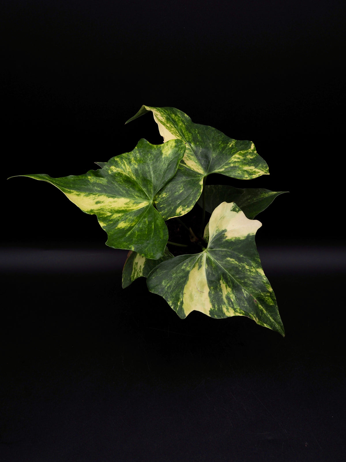 Anthurium Pterodactyl Variegata