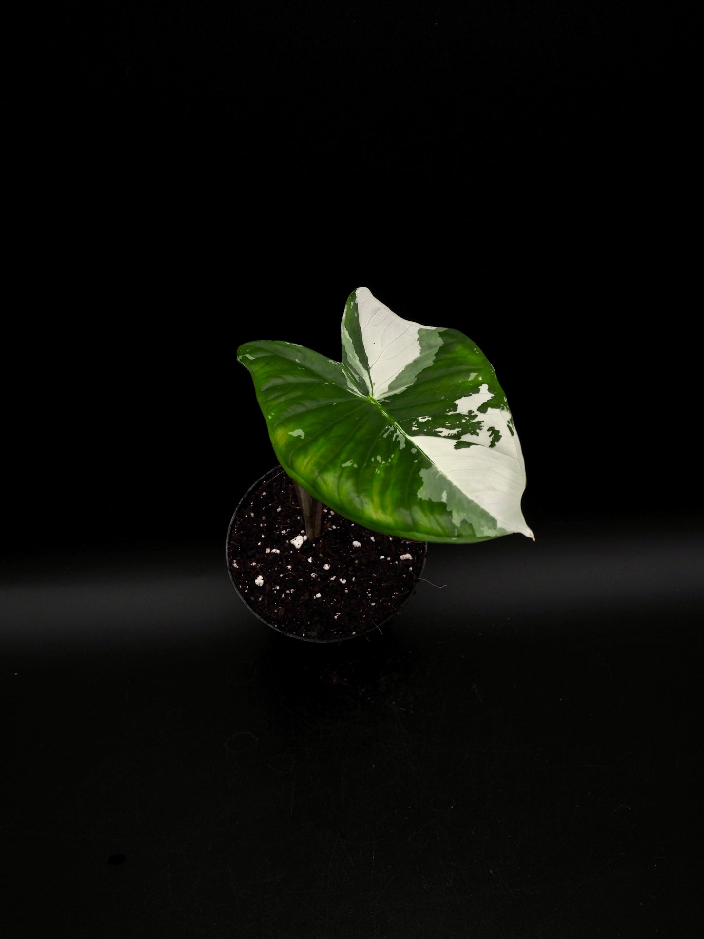 Alocasia Fornicata Albo