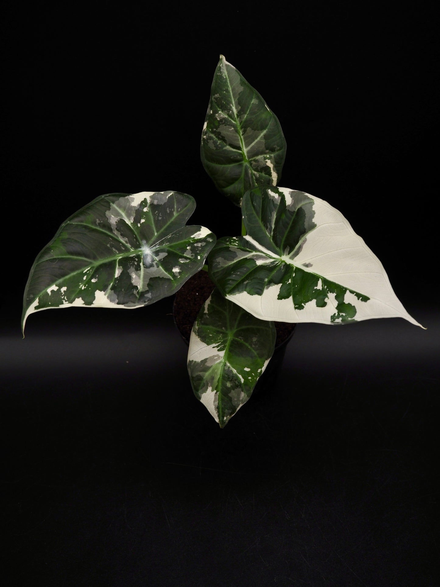 Alocasia Regal Shield Albo
