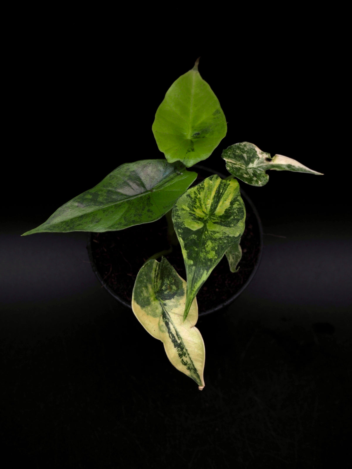 Alocasia Simpo Aurea
