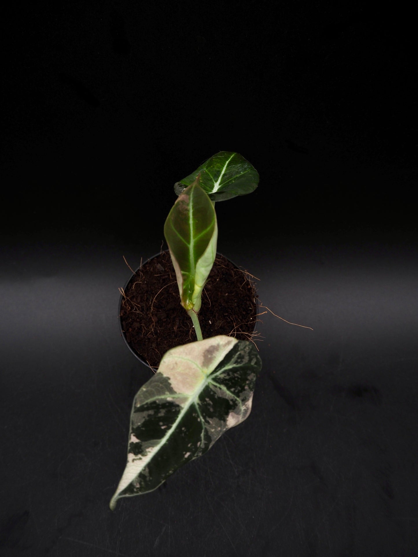 Alocasia Black Velvet Pink