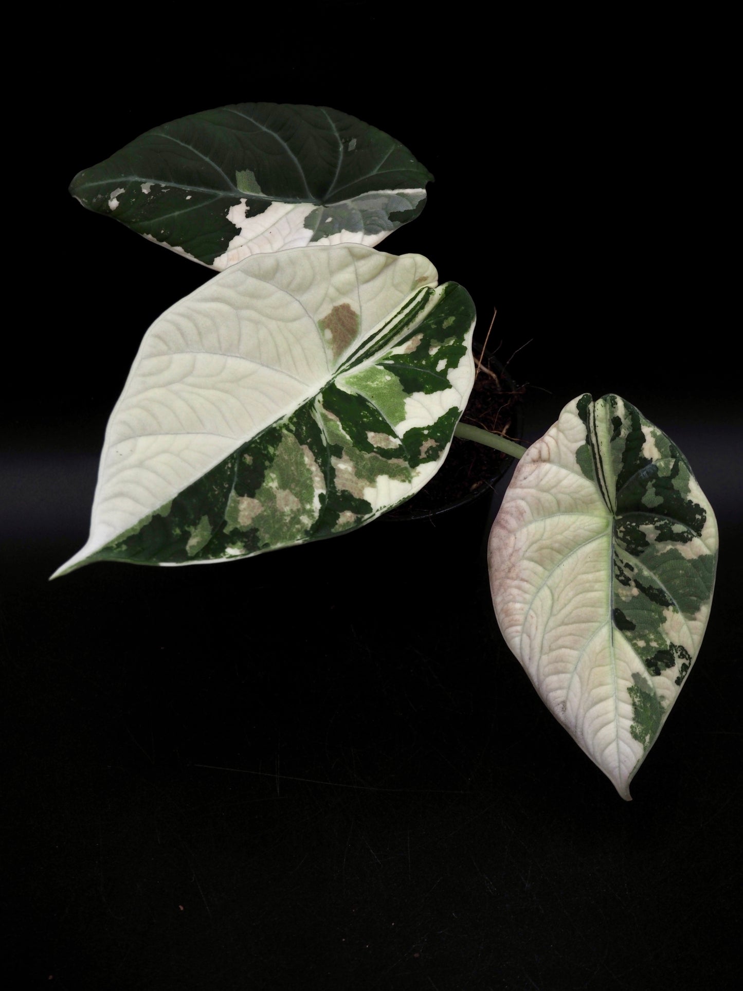 Alocasia Maharani Albo Variegata
