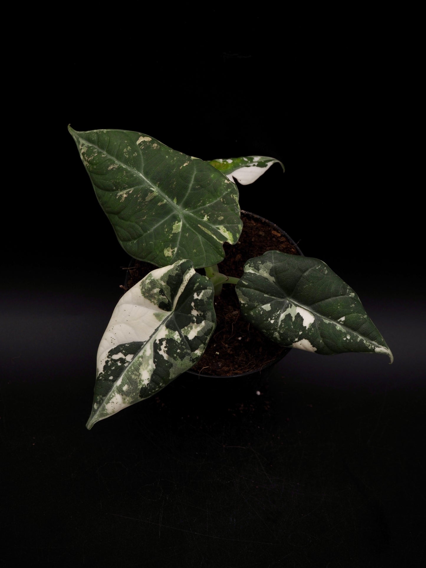 Alocasia Maharani Albo Variegata