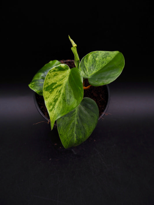 Philodendron Hederaceum Oxycardium Variegata