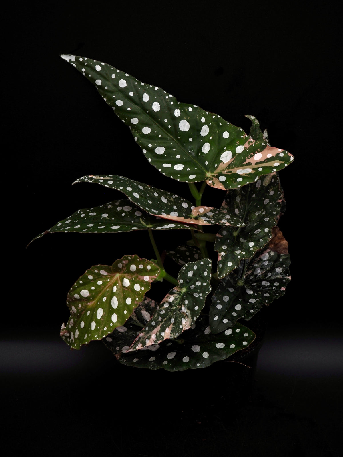 Begonia Maculata Pink Variegata
