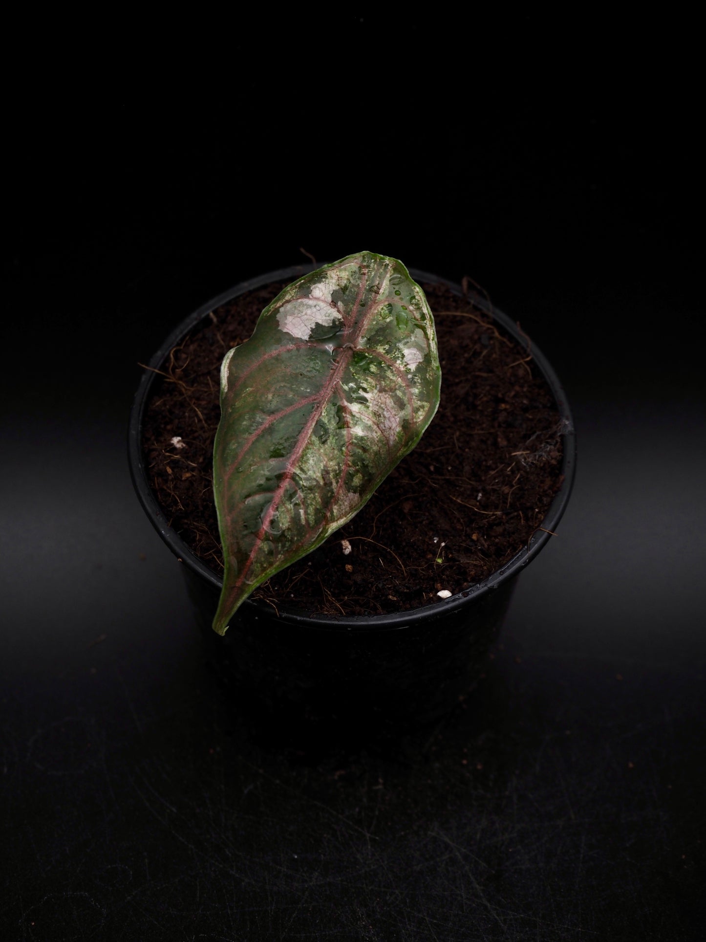 Alocasia Azlanii Pink