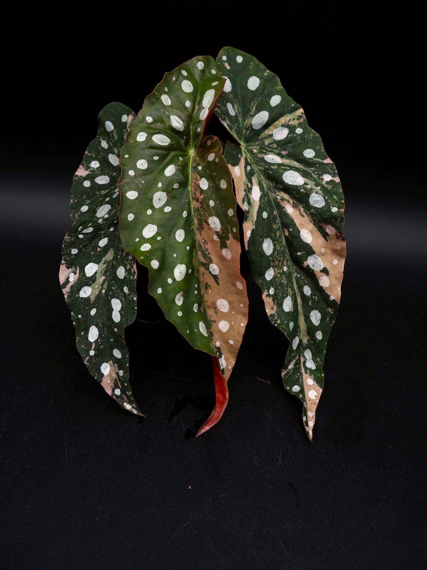 Begonia Maculata Pink Variegata