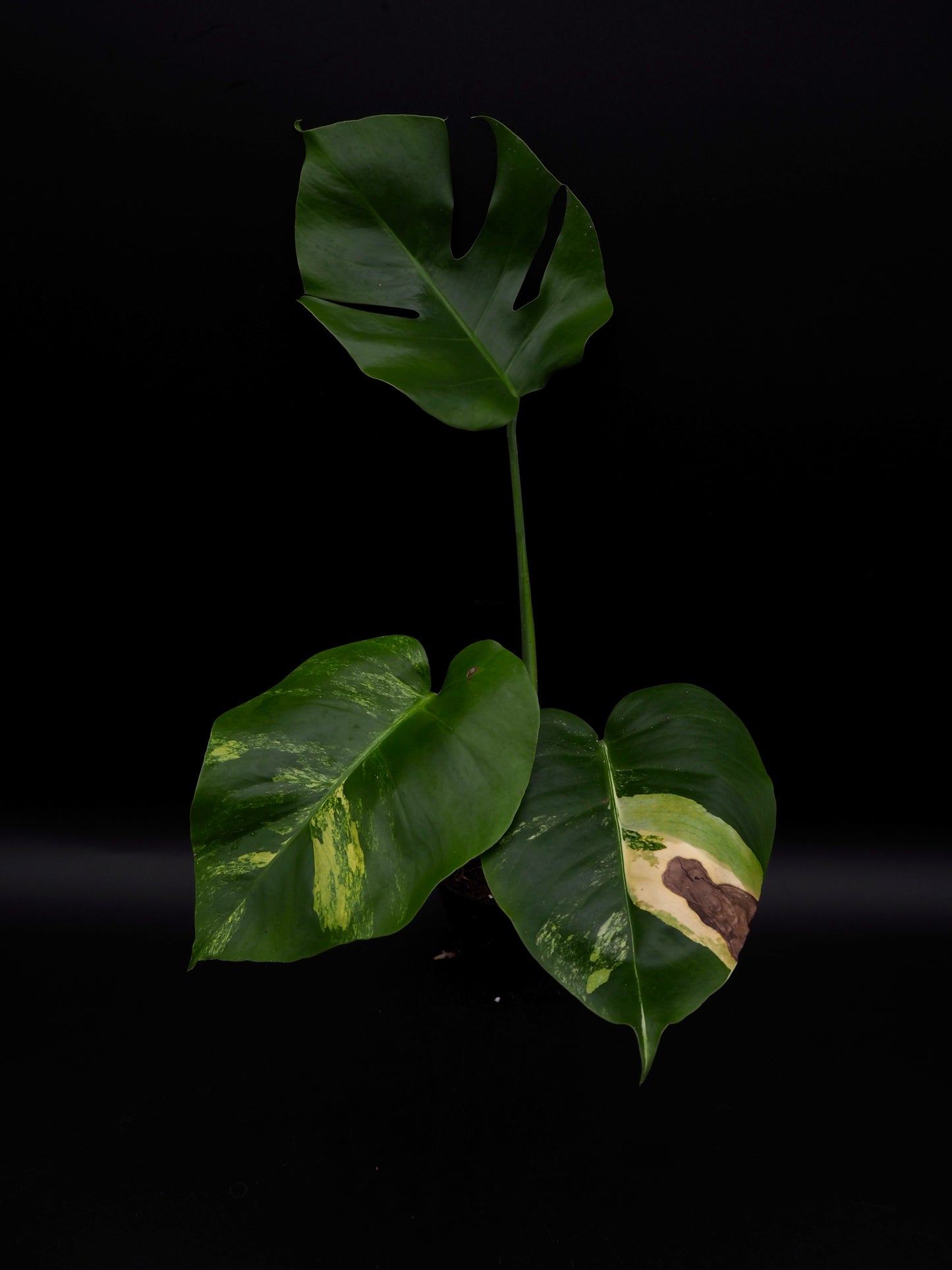 Monstera Borsigiana Aurea Variegata