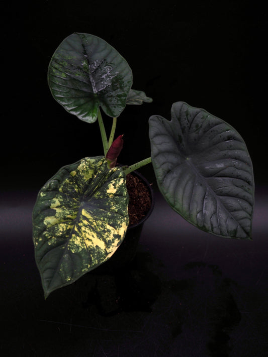 Alocasia Nebula Aurea