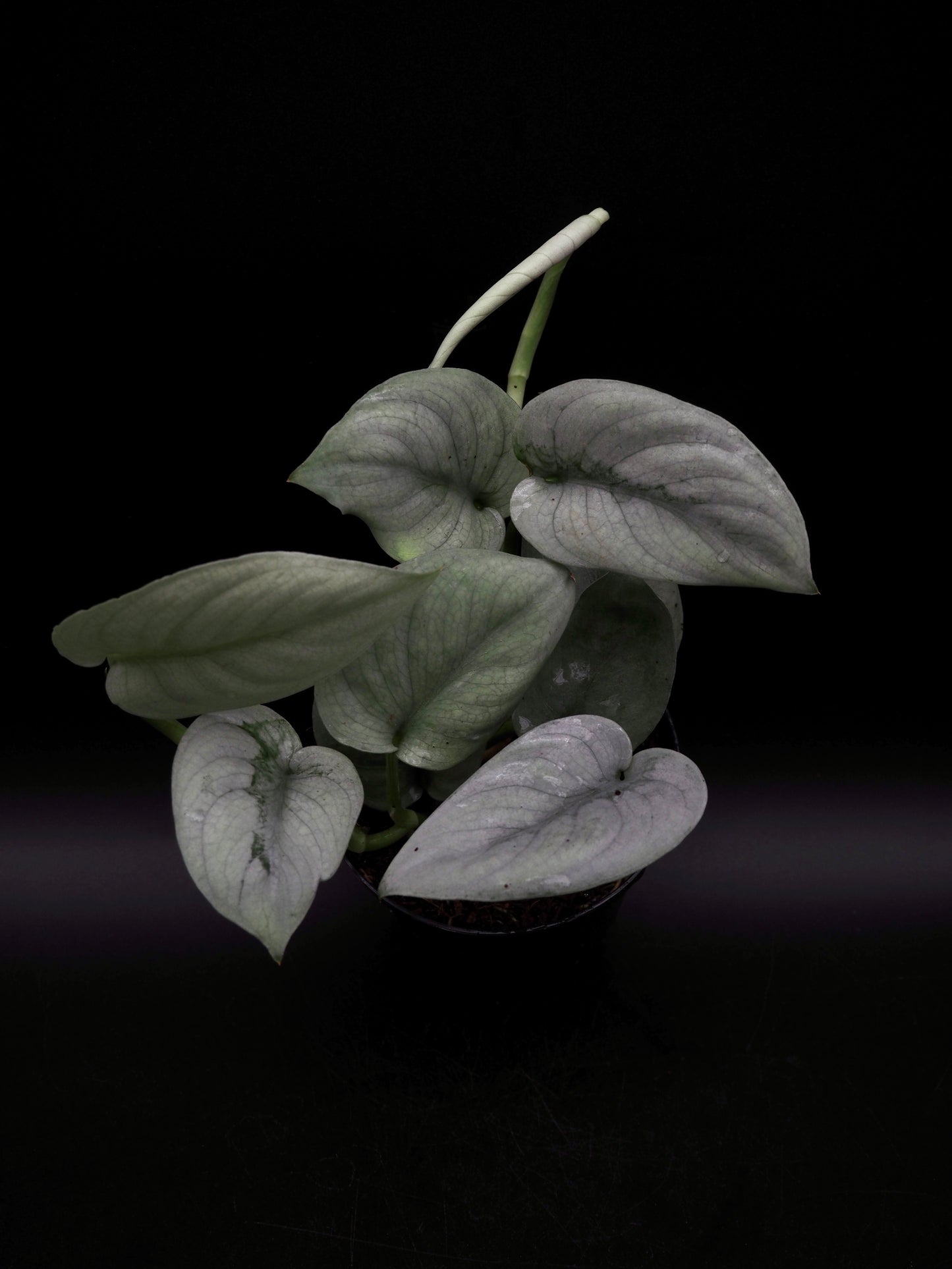 Scindapsus Platine