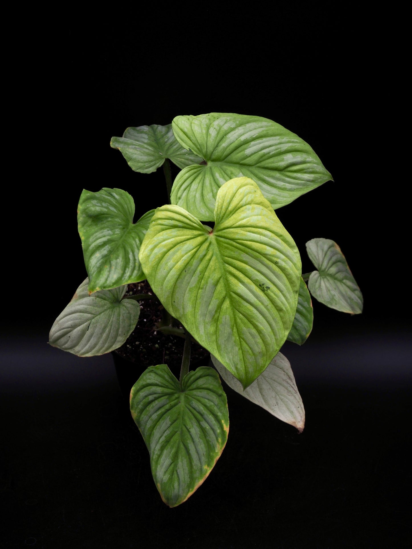 Philodendron Mamei Variegata