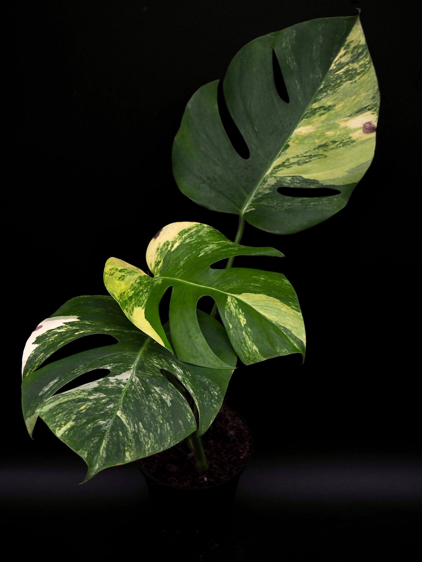 Monstera Borsigiana Aurea Variegata