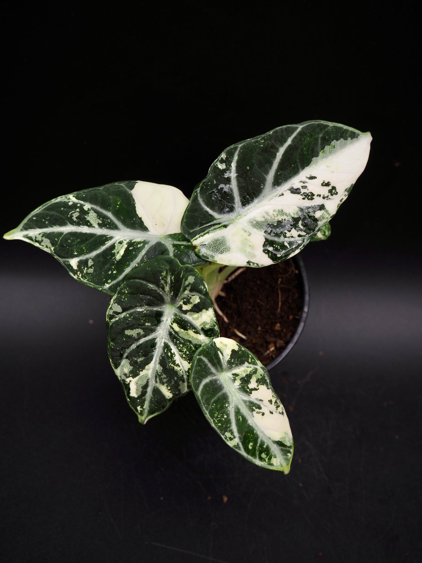 Alocasia Ninja Albo