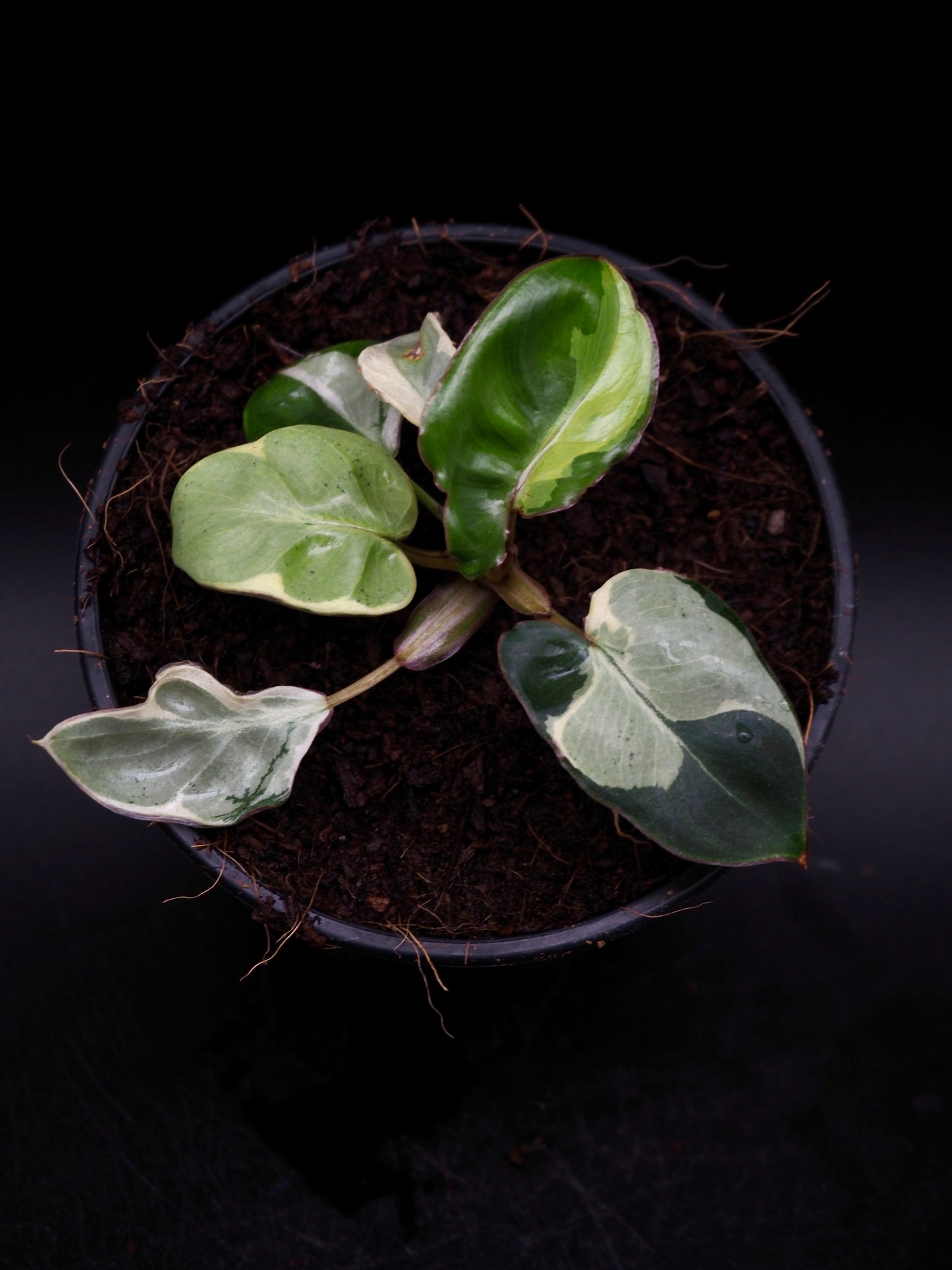 Philodendron Billietiae White Lava