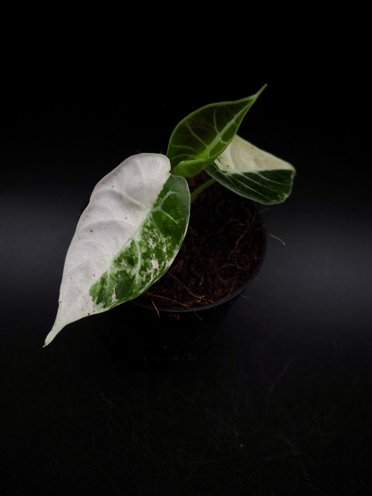 Alocasia Watsoniana Doff Albo/Pink