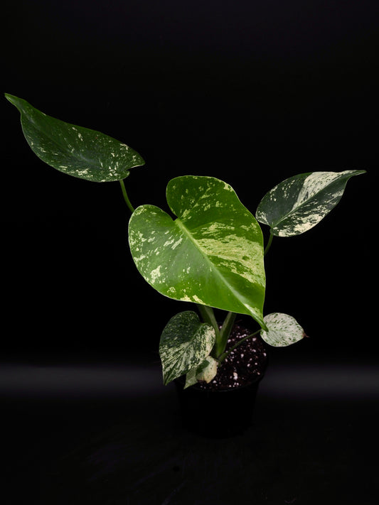 Monstera Deliciosa Monstre Blanc