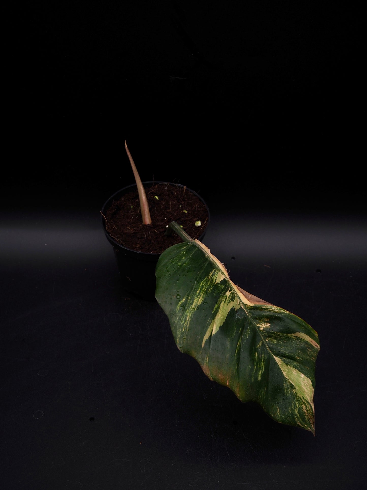 Philodendron Caramel Marble