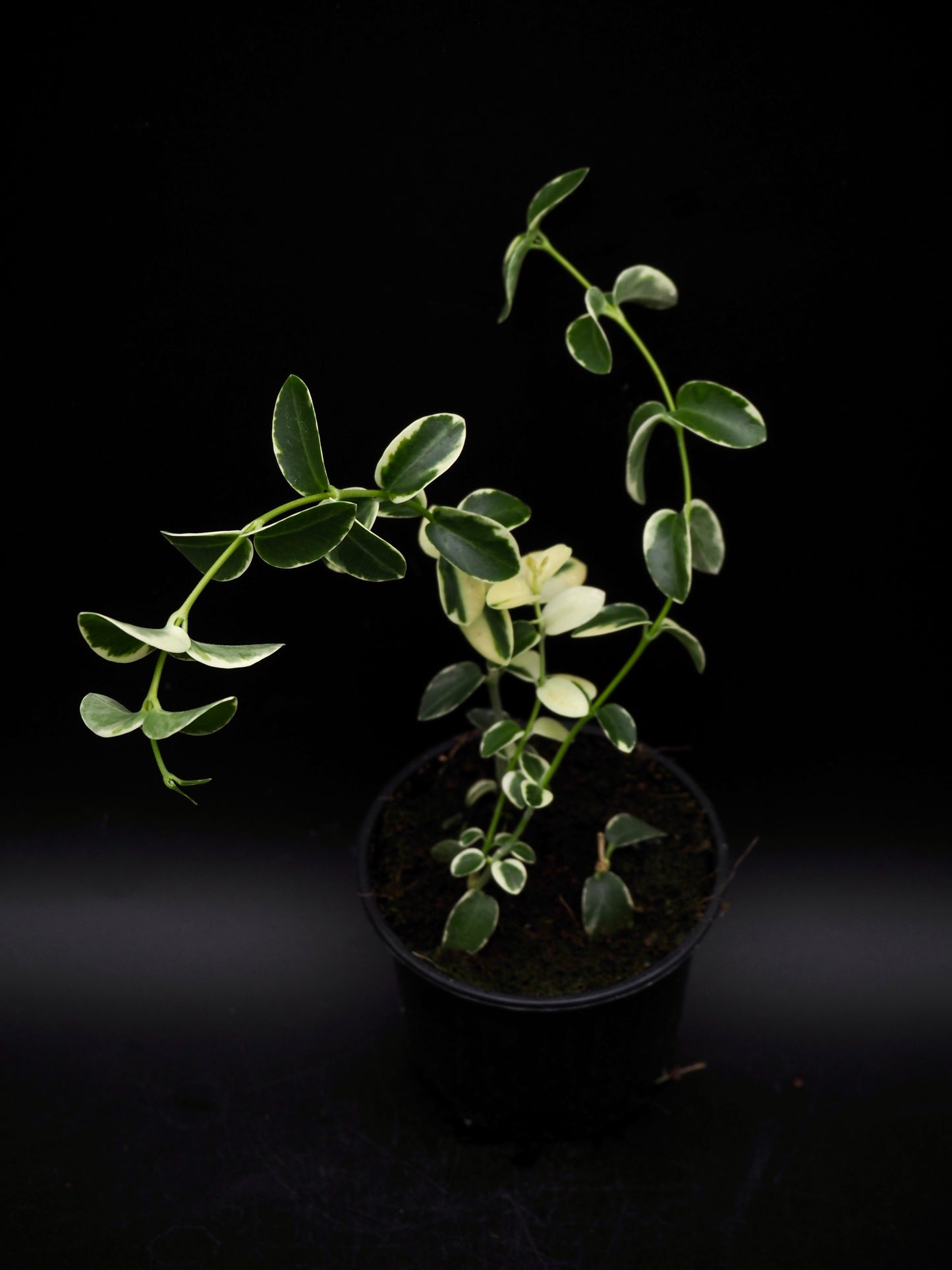 Hoya Cummingiana Variegata