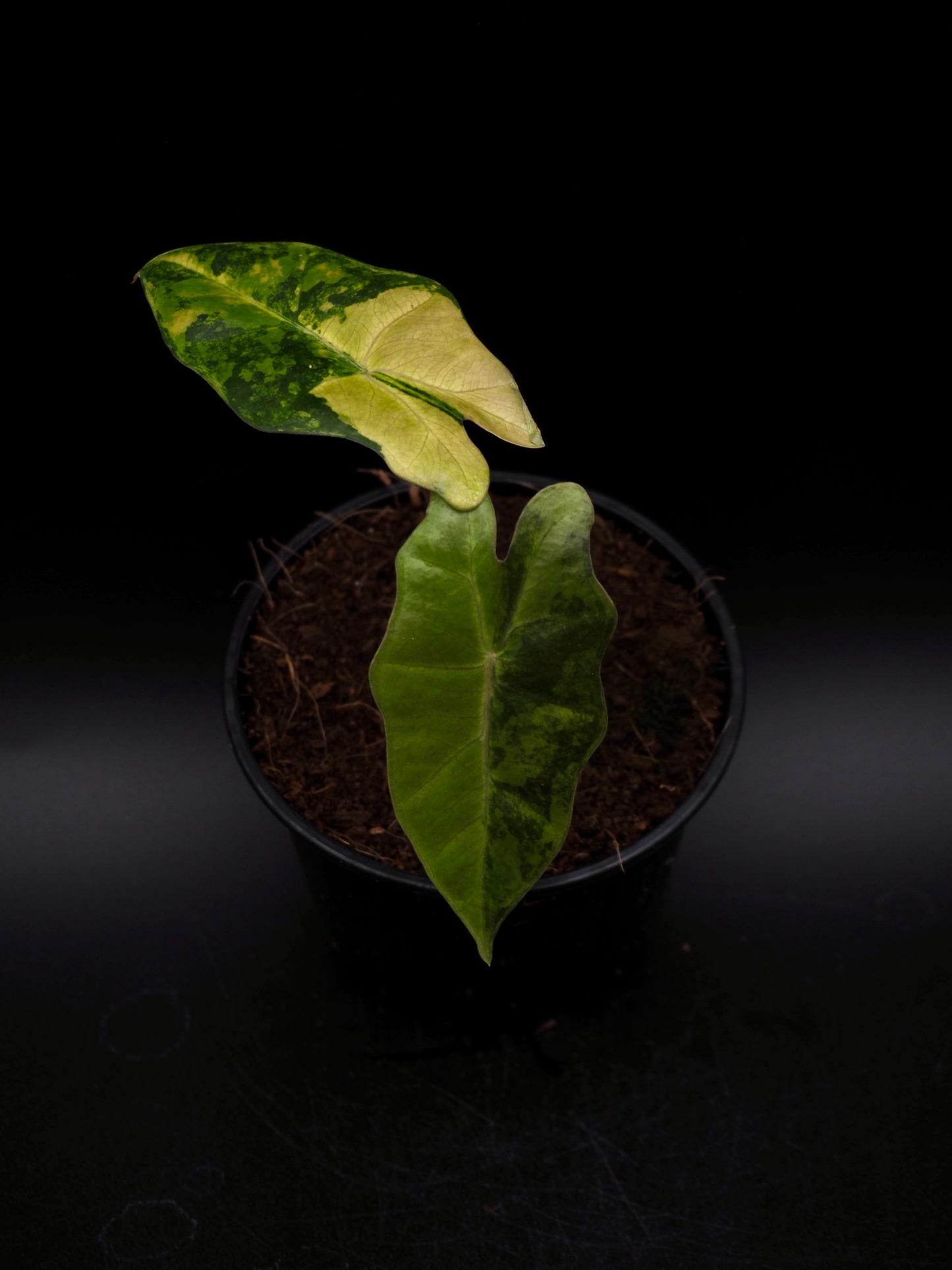 Alocasia Pseudo Sanderian Aurea Variegata
