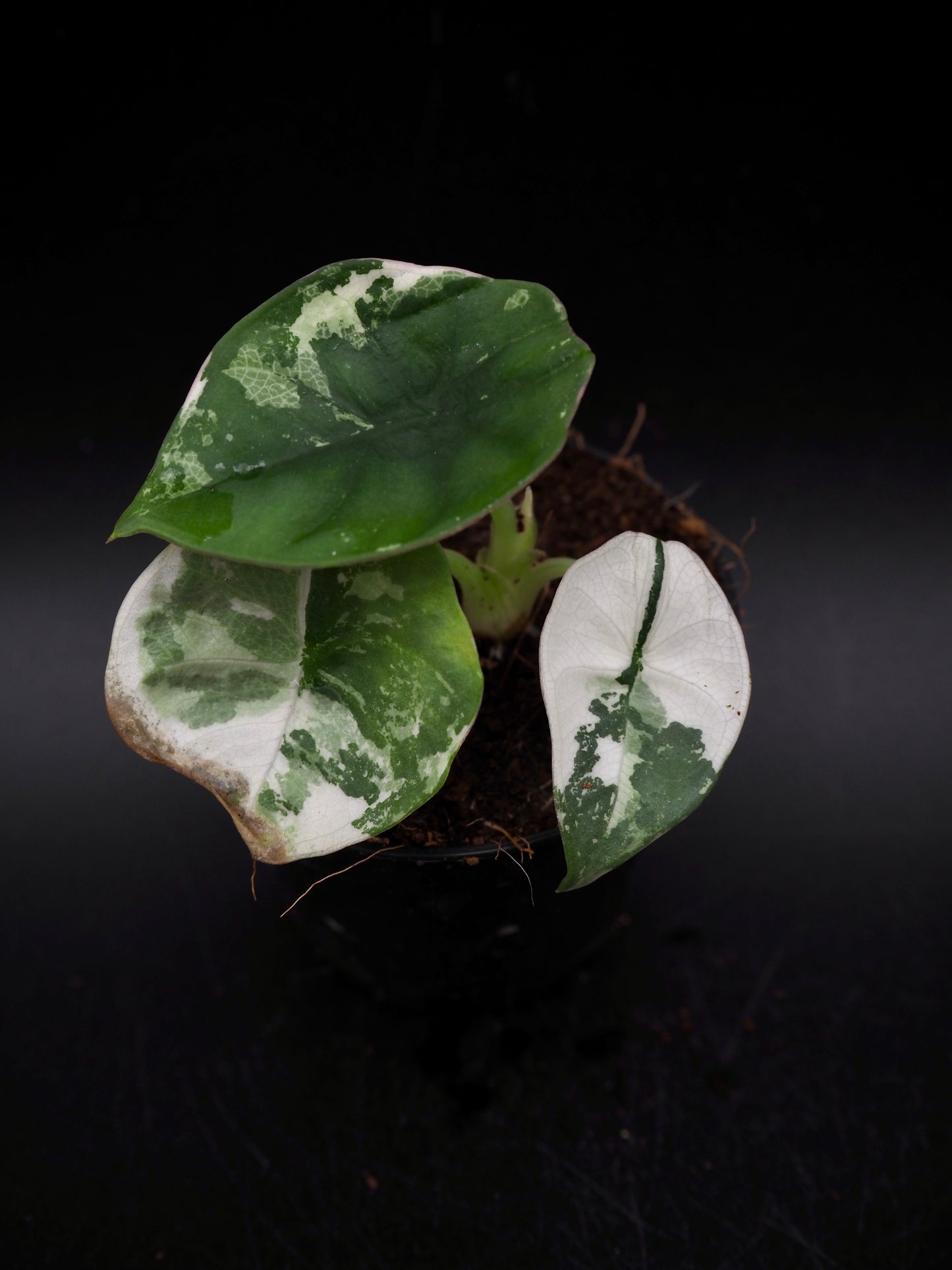 Alocasia Nebula Albo Pink Variegata