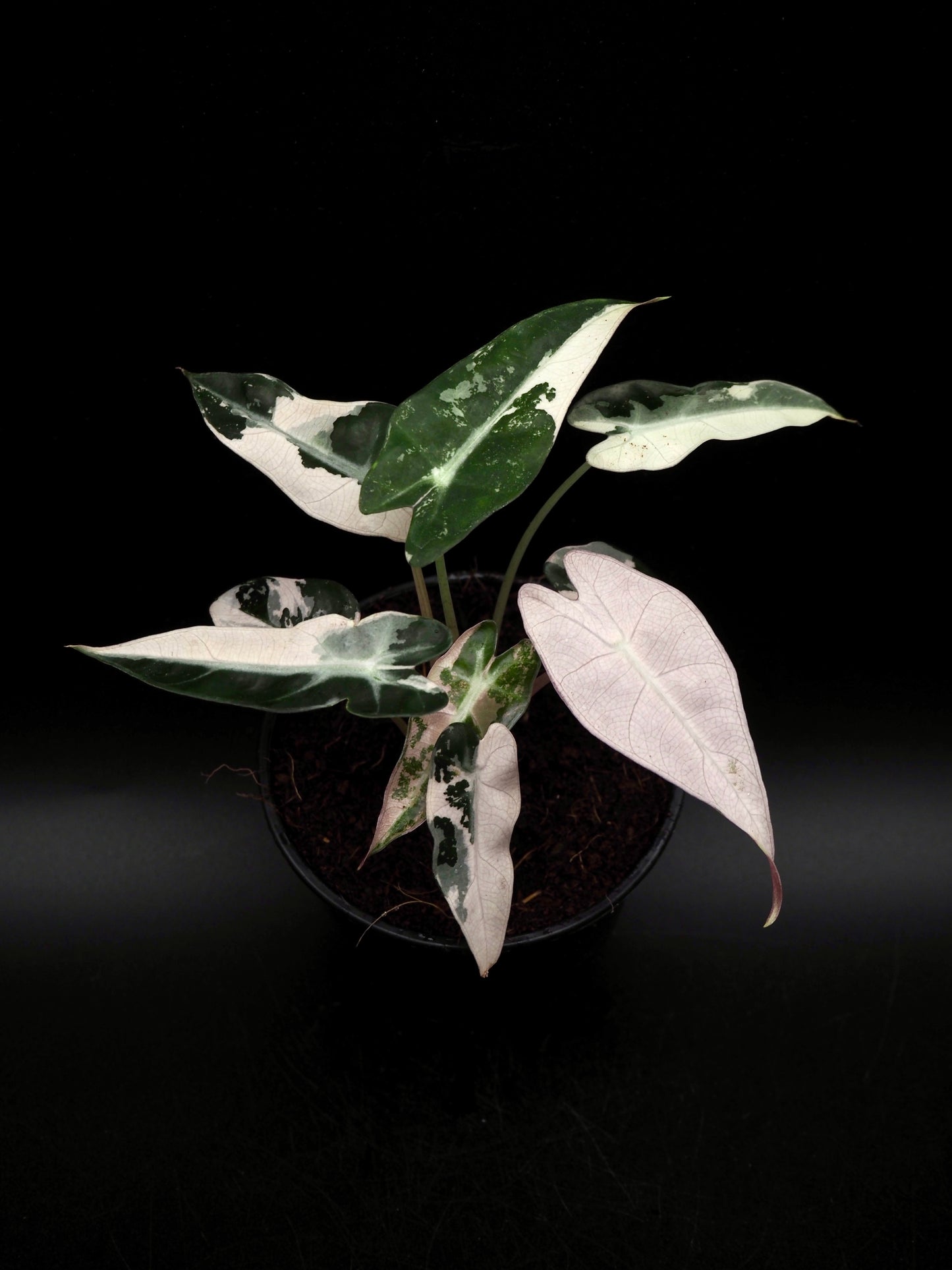 Alocasia Bambino Pink Variegata