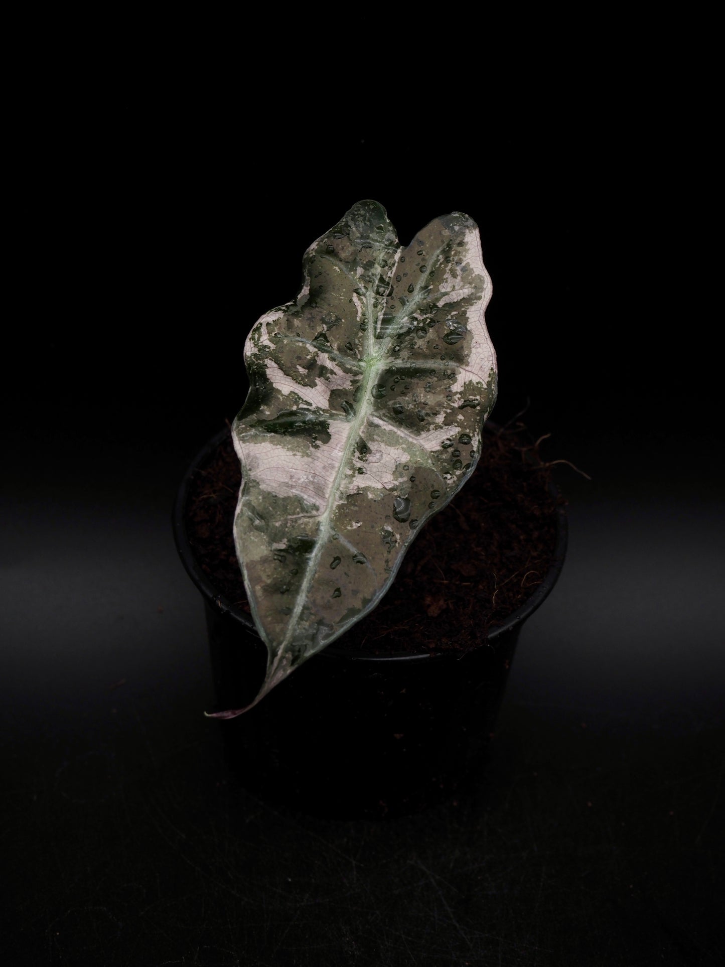 Alocasia Polly Pink Variegata