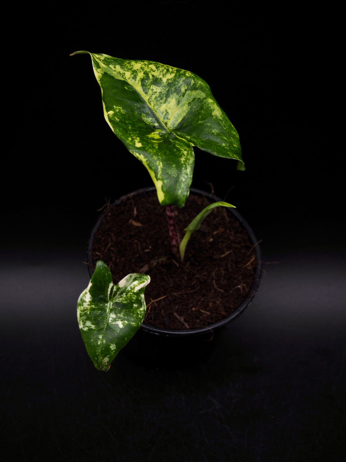 Alocasia Sibirian Tiger Aurea Variegata
