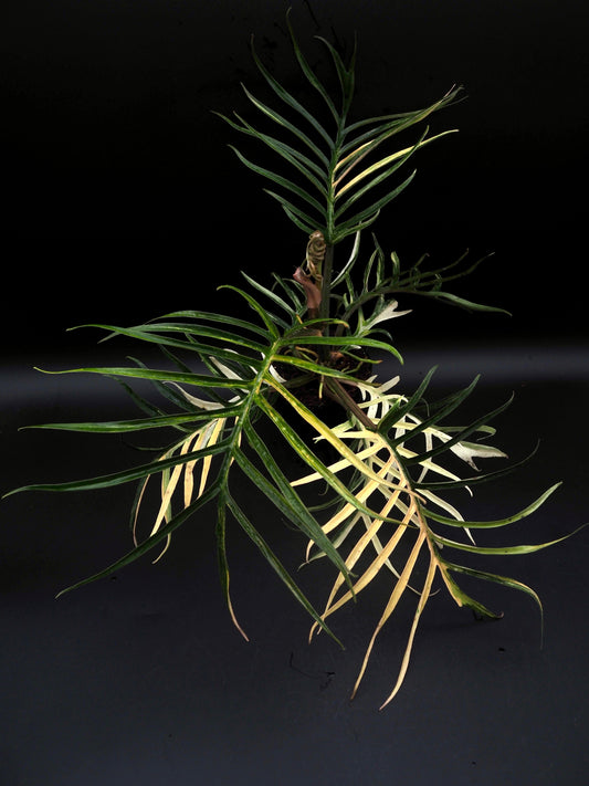 Philodendron Tortum Aurea