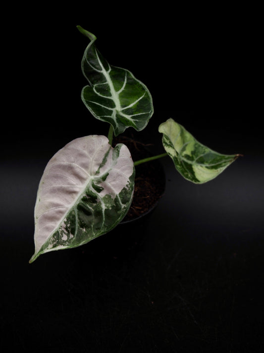Alocasia Watsoniana Doff Albo/Pink