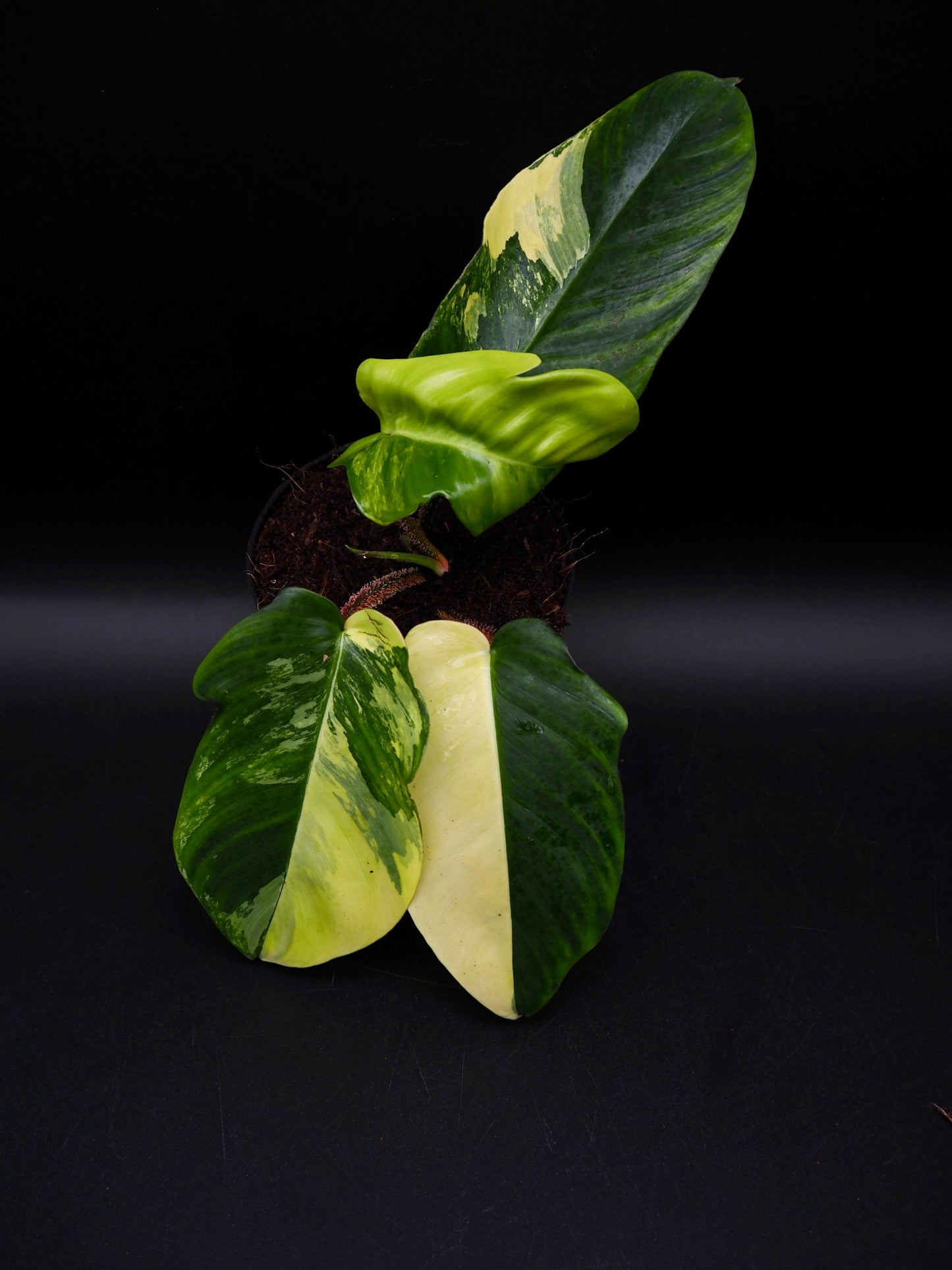 Philodendron Squamiferum Aurea Variegata
