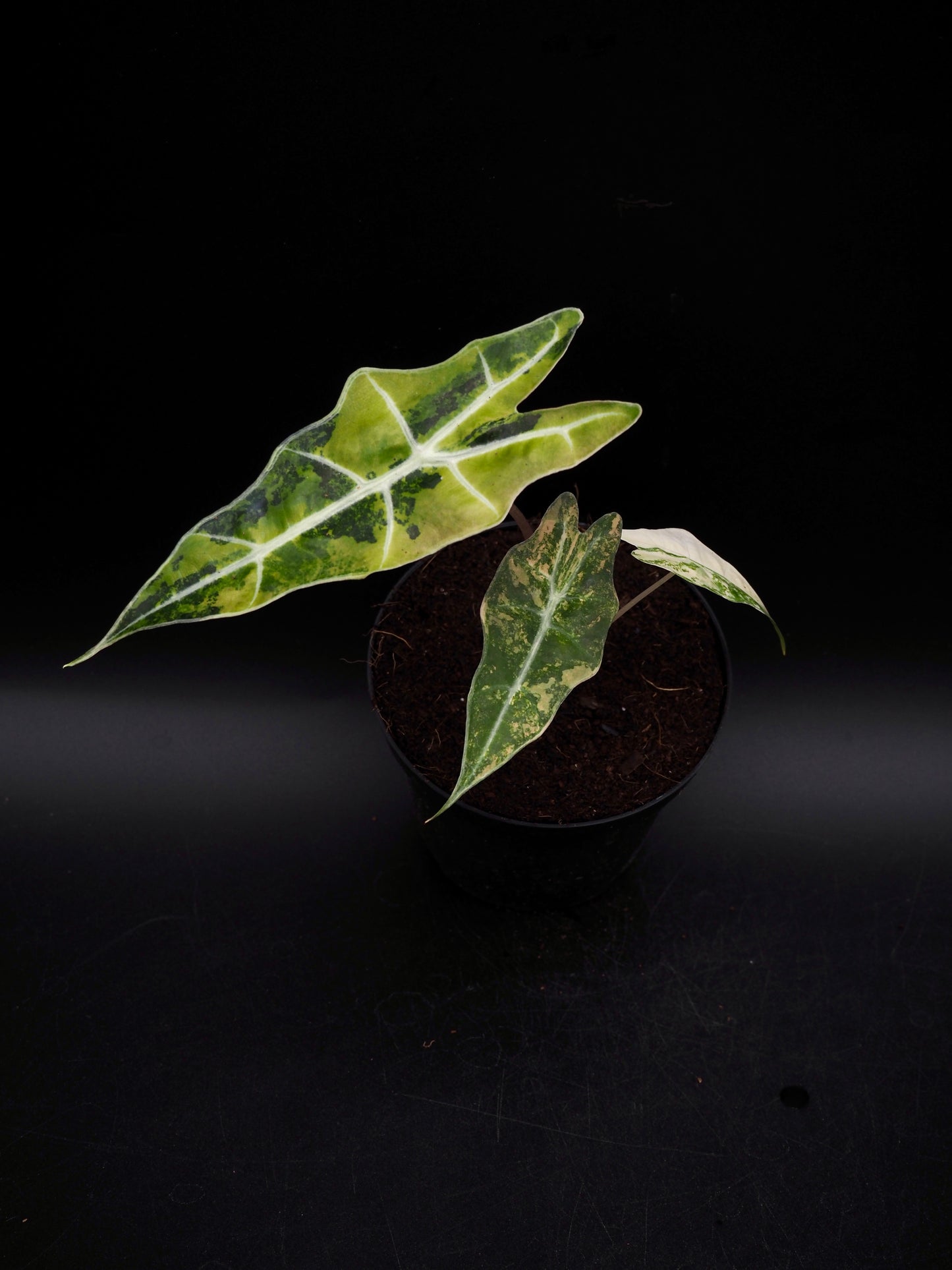 Alocasia Sanderiana Bull Aurea