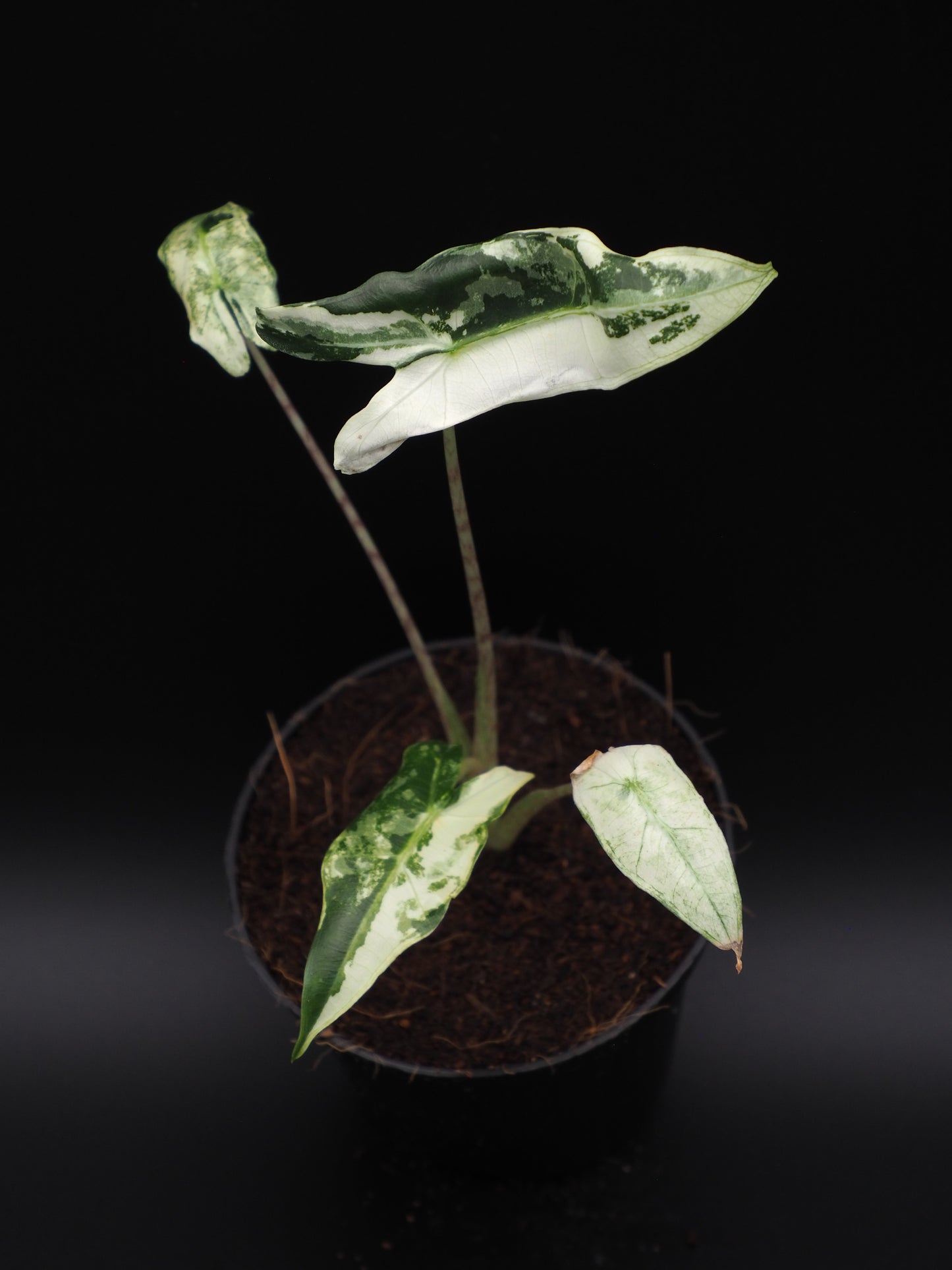 Alocasia Sarian Albo
