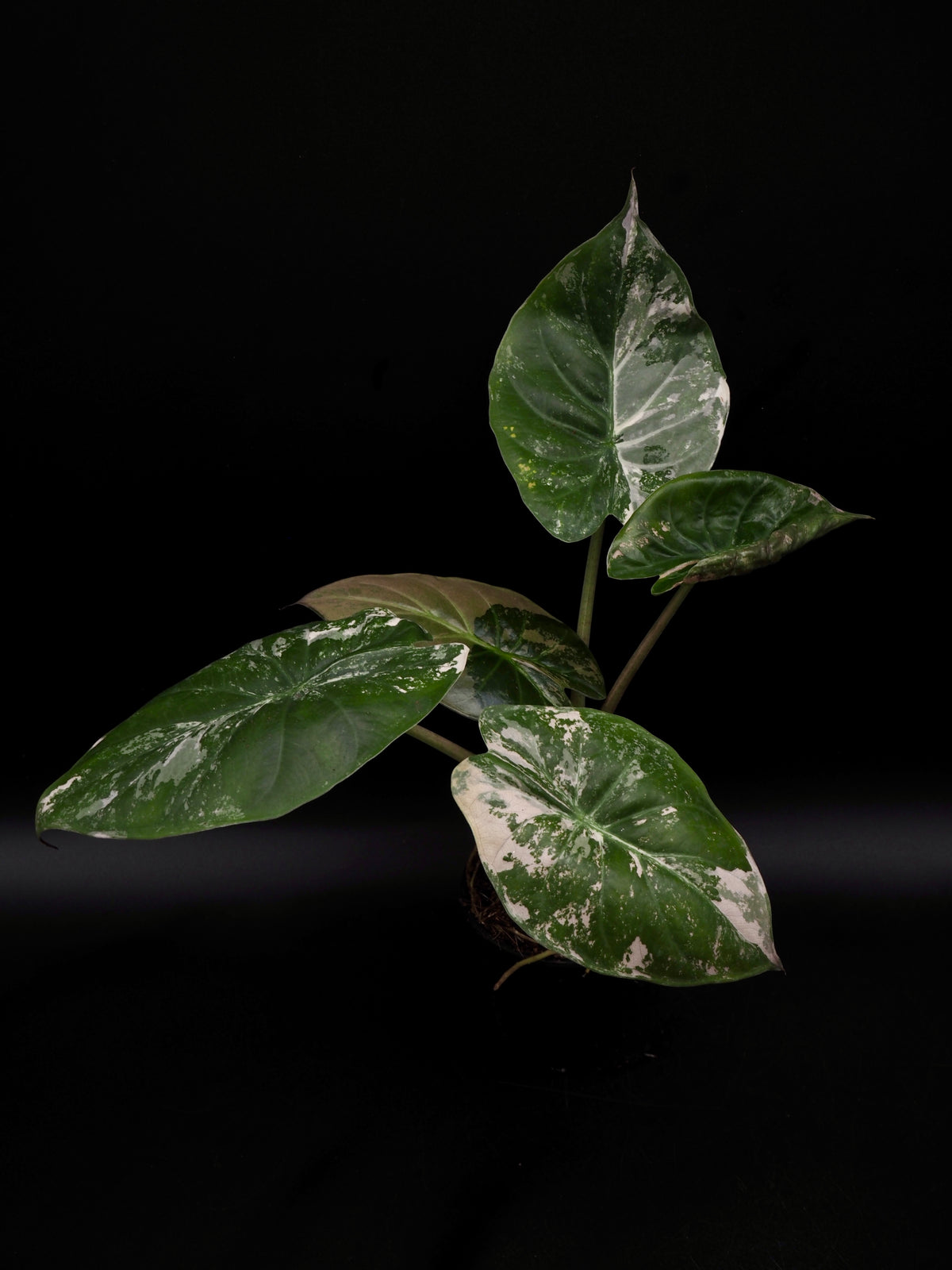 Alocasia Wentii Albo/Pink