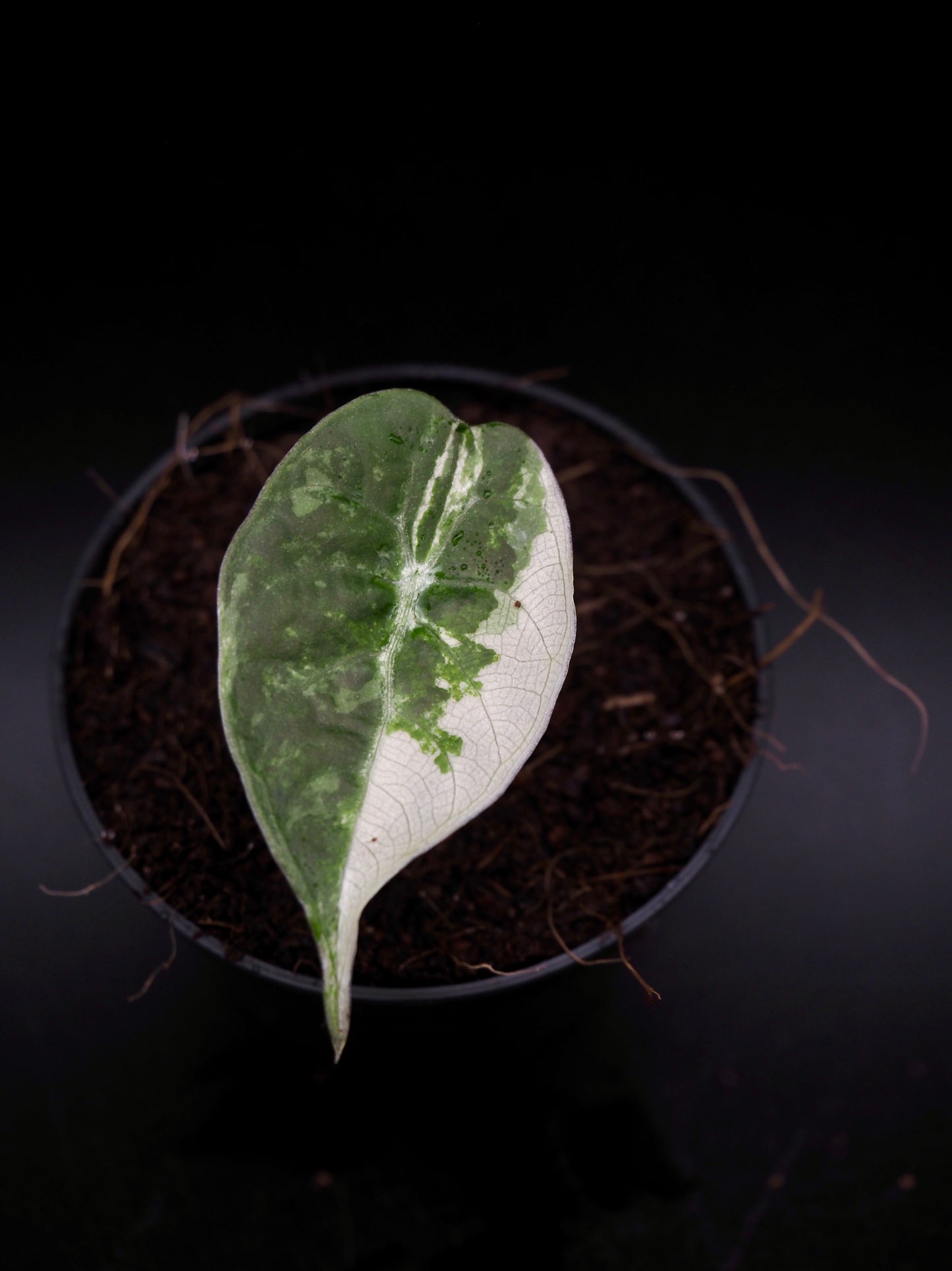 Alocasia Watsoniana Doff Albo/Pink