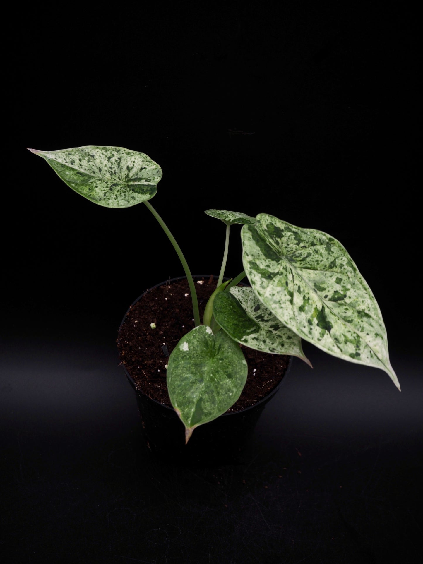 Alocasia Dragon Scale Mint Variegata