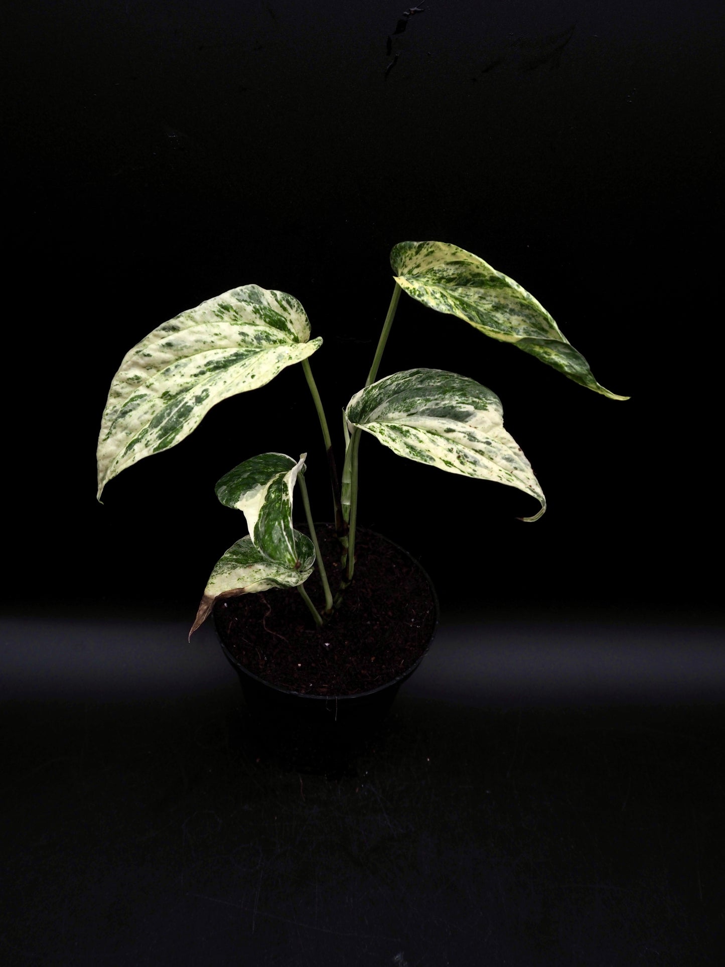 Amydrium variégata