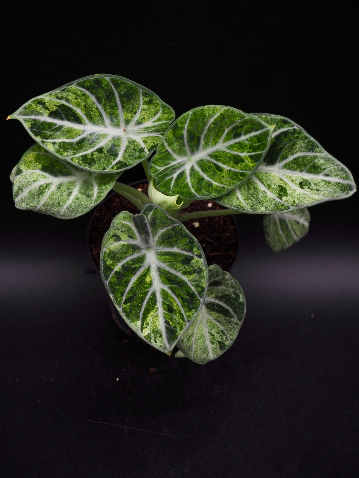 Alocasia Ninja Tricolor